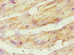 ATP5O Antibody