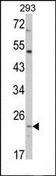 ATP5O antibody
