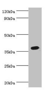 ATP6AP2 antibody