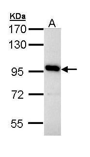 GCM2 antibody [N3C3]