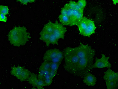 ATP6V1C1 Antibody