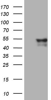 ATP6V1C2 Antibody