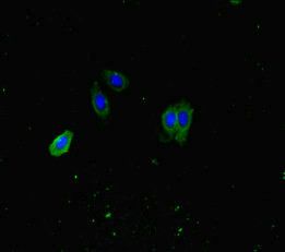 ATP8A1 Antibody