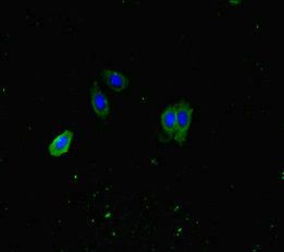 ATP8A1 antibody