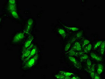 ATP9A Antibody