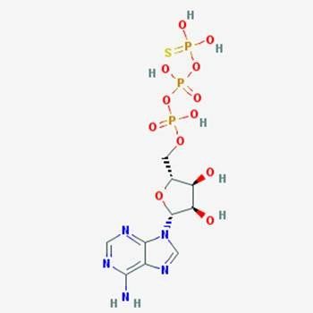 ATPγS-30 %