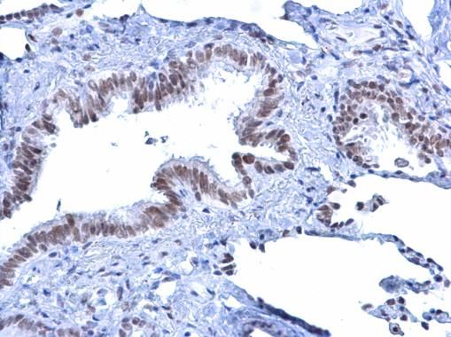 ATRX antibody [C3], C-term