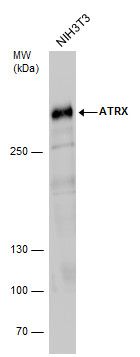 ATRX antibody [C3], C-term