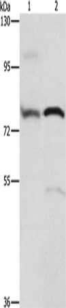 ATXN1 Antibody