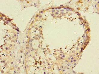 ATXN10 Antibody