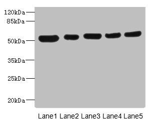 ATXN10 Antibody