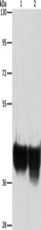 AUP1 antibody