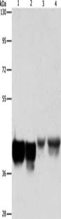 AUP1 antibody