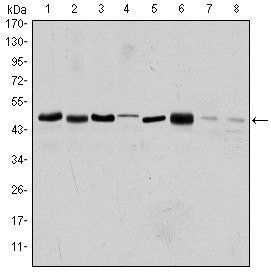 AURKA Antibody