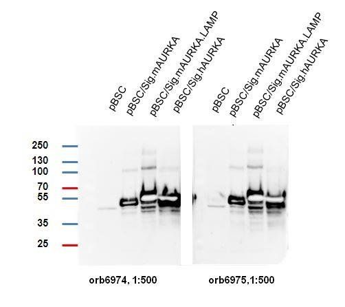 AURKA Antibody