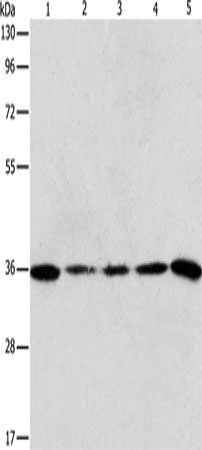 AURKC antibody