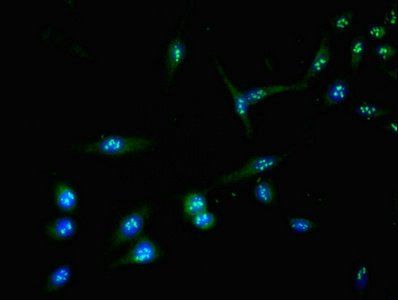 AURKC Antibody