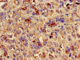 AURKC Antibody