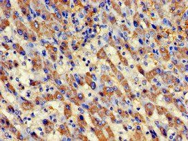 AURKC Antibody