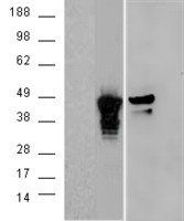 Goat anti-Aurora kinase A / AURKA Antibody