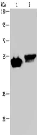 AVEN Antibody