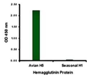 Avian Influenza Hemagglutinin 2 Antibody
