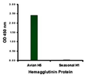 Avian Influenza Hemagglutinin 4 Antibody