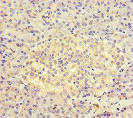 AVL9 antibody