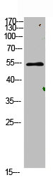AVPR1A Antibody