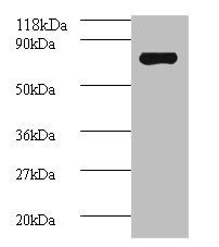 Avpr1a protein antibody
