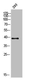 AWAT1 antibody