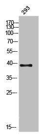 AWAT1 Antibody