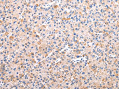 AXIN1 Antibody