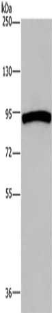 AXIN2 Antibody