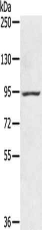 AXIN2 Antibody