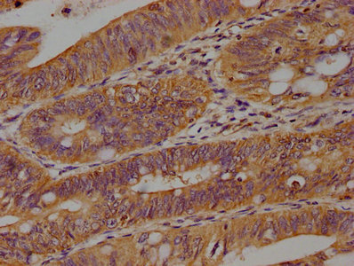 AXIN2 Antibody