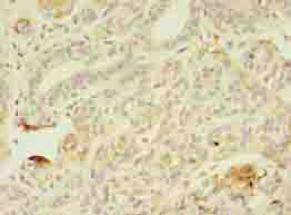 AZGP1 Antibody
