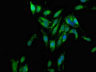 AZI2 antibody