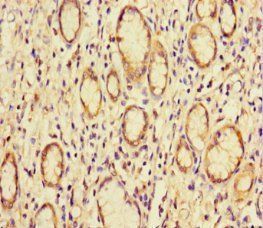 BCL10 Antibody