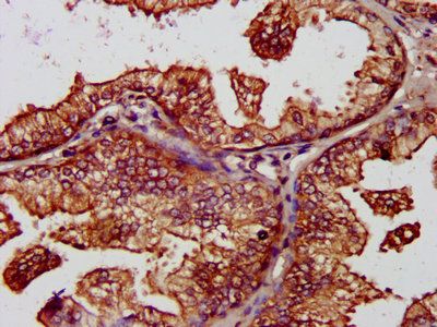 BCAP31 Antibody