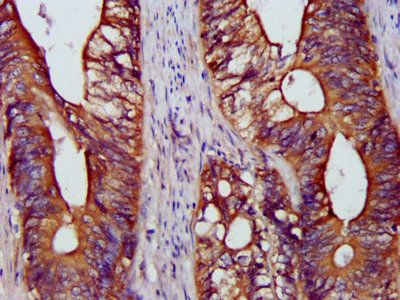 BCAP31 Antibody
