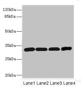 Ms4a1 Antibody