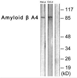 Amyloid β A4 (Ab-743/668) Antibody