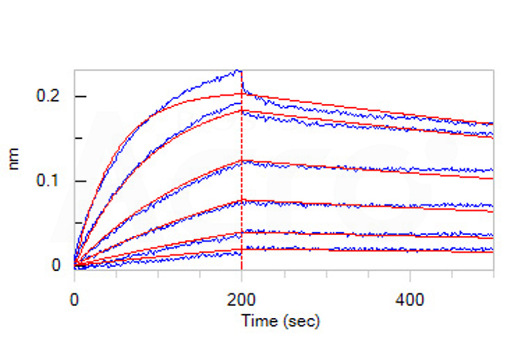 SARS-CoV-2 (COVID-19) S1 protein