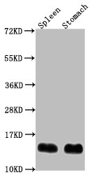 B2m Antibody