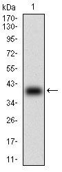 B2M Antibody