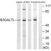 B3GALTL antibody