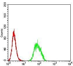 B3GAT1 Antibody