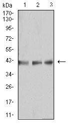 B3GAT1 Antibody