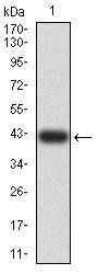 B3GAT1 Antibody